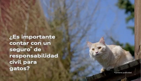 ¿Es importante contar con un seguro de responsabilidad civil para gatos?